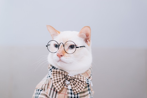 Ritratto di gatto bianco con gli occhiali