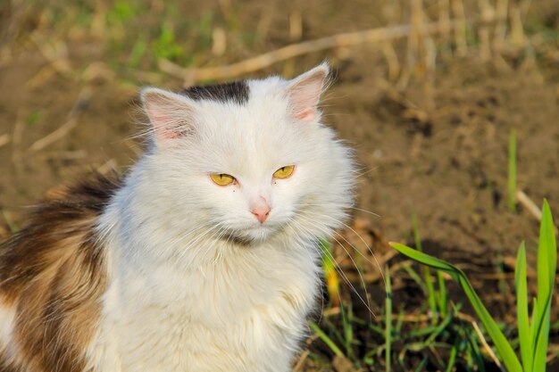 Ritratto di gatto birichino