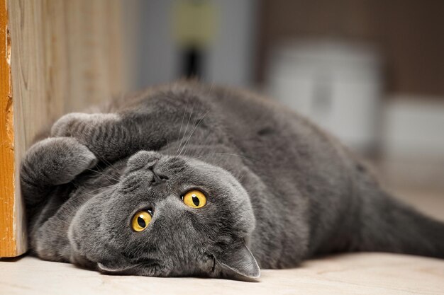 Ritratto di gatto britannico grigio seduto sul pavimento