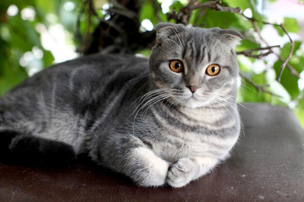 Ritratto di gatto British Shorthair sdraiato su uno sfondo di foglie verdi