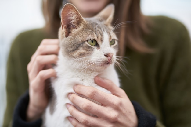 Ritratto di gatto carino