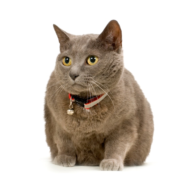 Ritratto di gatto Chartreux isolato