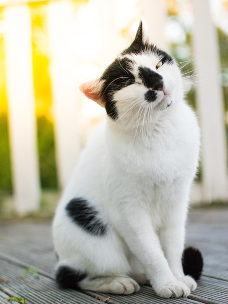 ritratto di gatto che strizza l'occhio