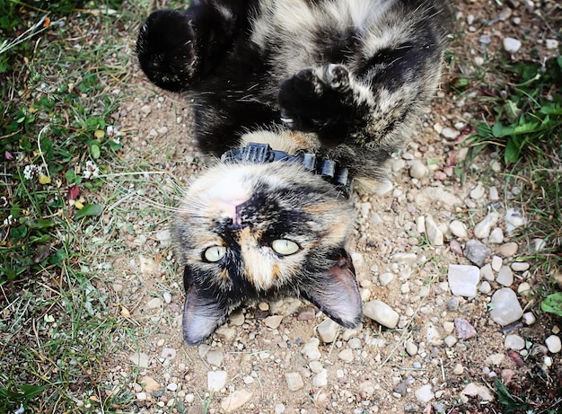 Ritratto di gatto dagli occhi verdi sullo sfondo della natura