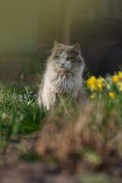Ritratto di gatto di primavera emotivo Ritratto di gatto di primavera Ritratto di gattino grigio adorabile all'aperto al tramonto Gatto che riposa sul cortile