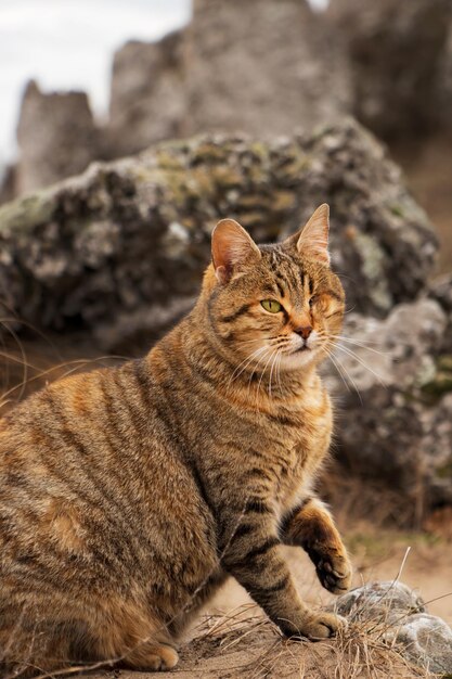 Ritratto di gatto domestico con un occhio solo all'aperto