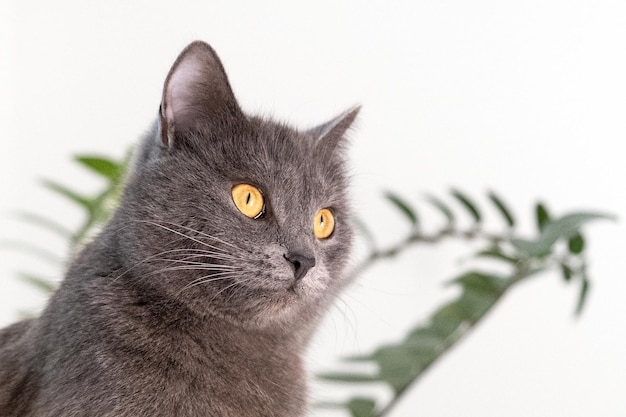 Ritratto di gatto domestico grayblue a pelo corto con occhi gialli un gatto scozzese grigio Adorabile animale domestico
