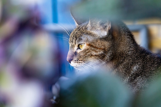 Ritratto di gatto domestico sul balcone