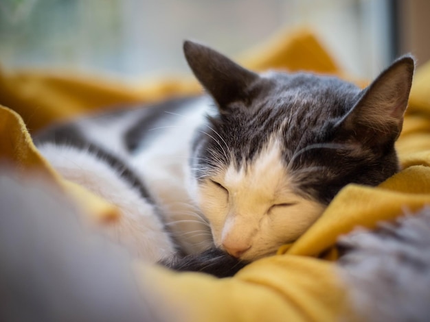 Ritratto di gatto Gatto di casa su uno sfondo sfocato Gatto che dorme