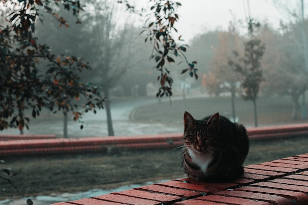 Ritratto di gatto Gatto soriano seduto sul muro di pietra