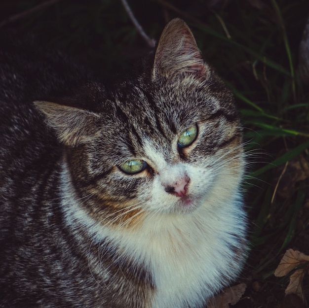 ritratto di gatto grigio in strada