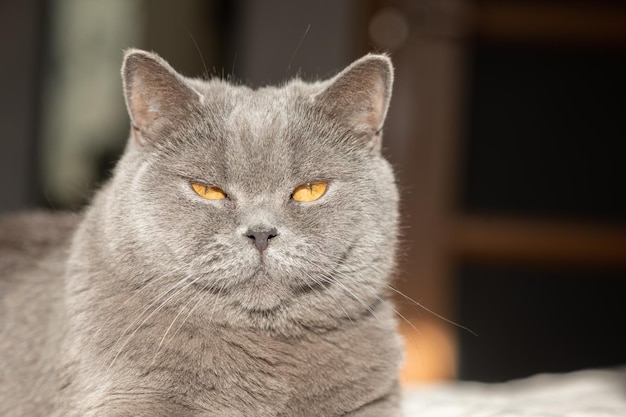 Ritratto di gatto grigio sdraiato con primo piano occhi arancioni Gatto British blue Shorthair Messa a fuoco selettiva