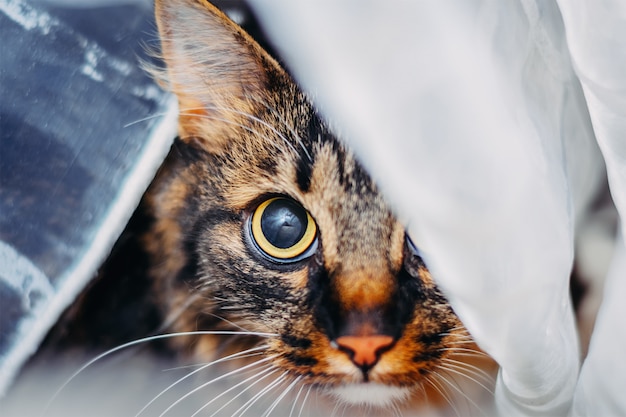 Ritratto di gatto guardando grandi occhi alla telecamera, nascosto dietro la tenda