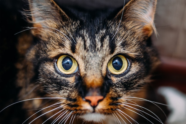 Ritratto di gatto guardando grandi occhi alla telecamera