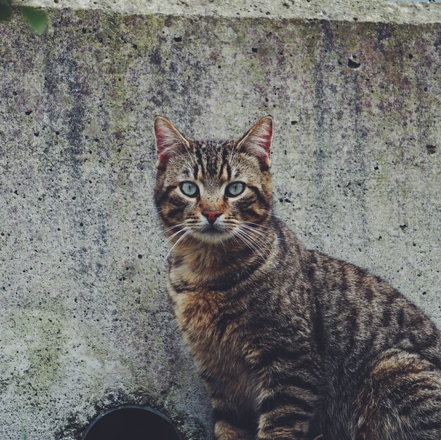 ritratto di gatto in strada