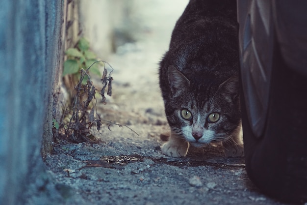 ritratto di gatto in strada