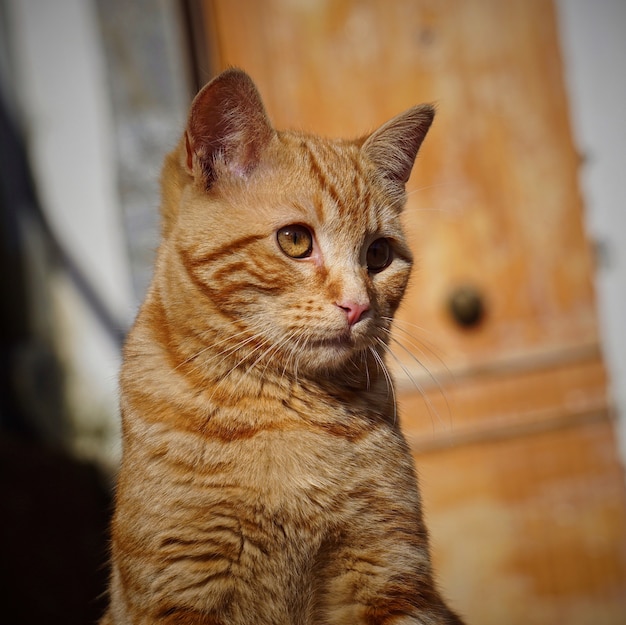 ritratto di gatto in strada