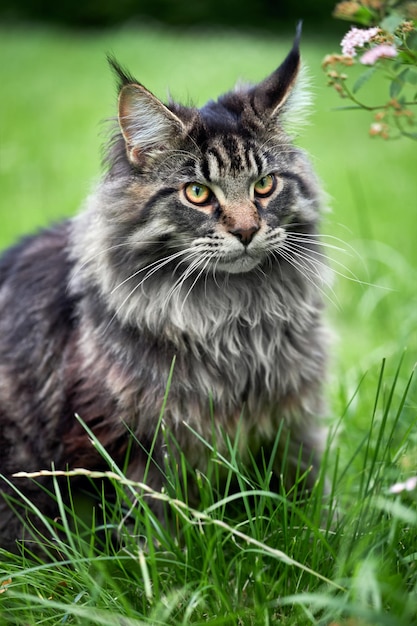 Ritratto di gatto Mainecoon su sfondo natura estate