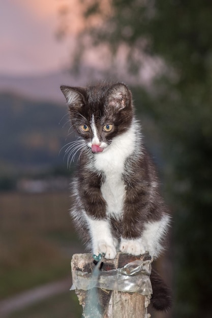 Ritratto di gatto neonato giovane cucciolo