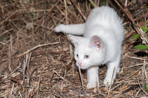 Ritratto di gatto neonato giovane cucciolo