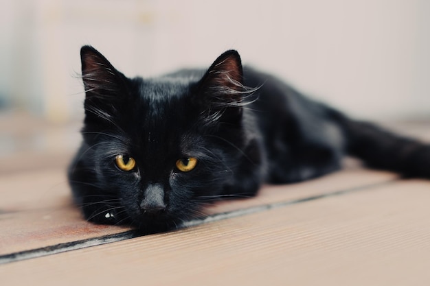 Ritratto di gatto nero a casa