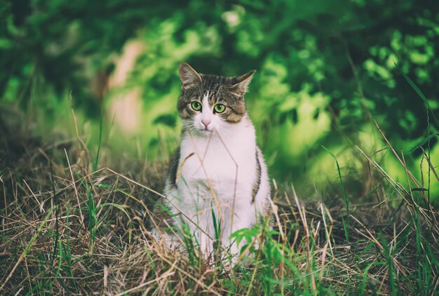 Ritratto di gatto randagio