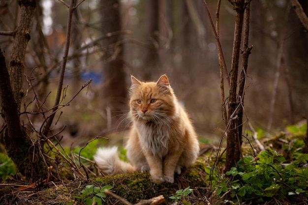 Ritratto di gatto rosso in natura nella foresta