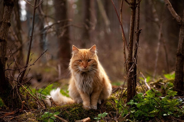 Ritratto di gatto rosso in natura nella foresta