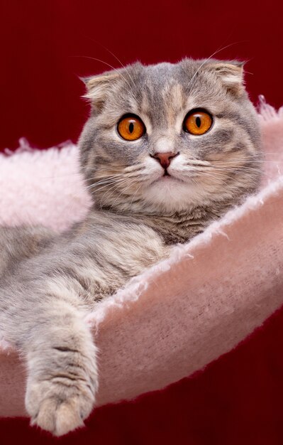 Ritratto di gatto Scottish fold