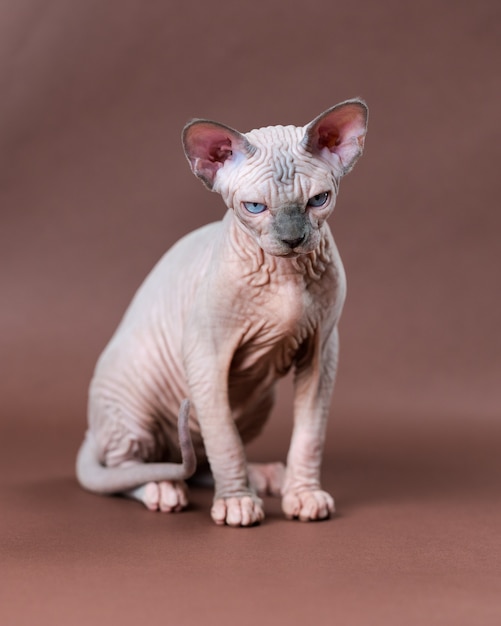 Ritratto di gatto sphynx canadese di visone blu e colore bianco con occhi azzurri adorabile femmina glabra c...