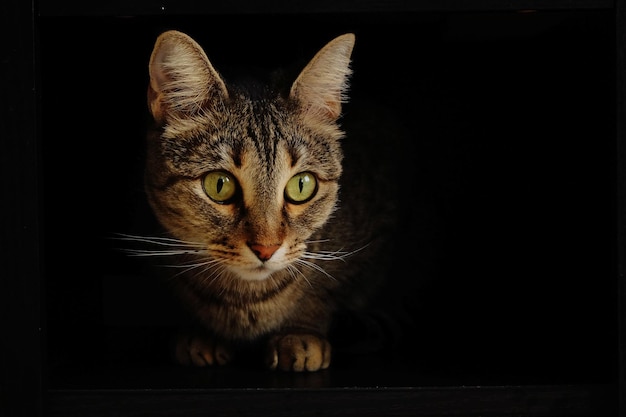 Ritratto di gatto su sfondo nero