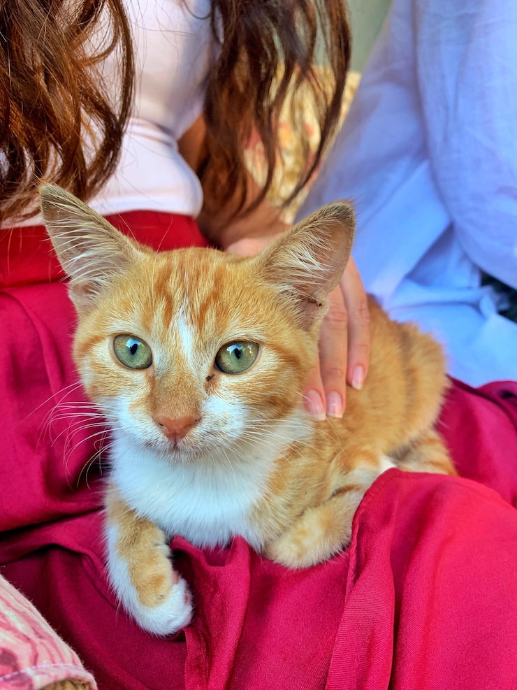 Foto ritratto di gatto sul letto