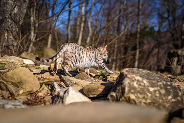 Ritratto di gatto Un gatto piuttosto carino con gli occhi gialli cammina nei boschi