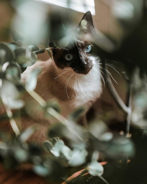 Ritratto di gatto visto attraverso le piante sedute a casa.