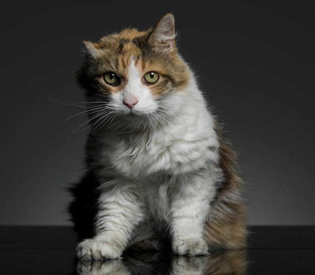 Ritratto di gatto