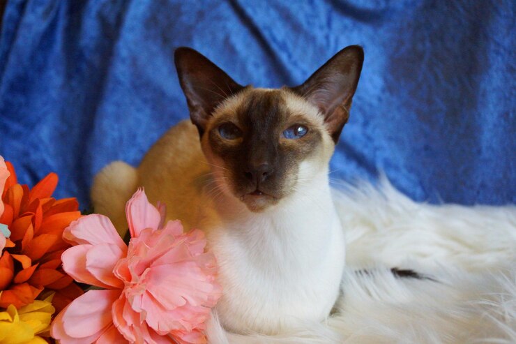 Foto ritratto di gatto