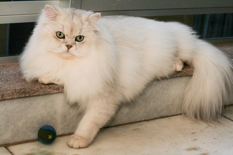 Foto ritratto di gatto