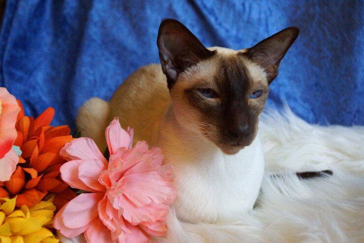 Foto ritratto di gatto