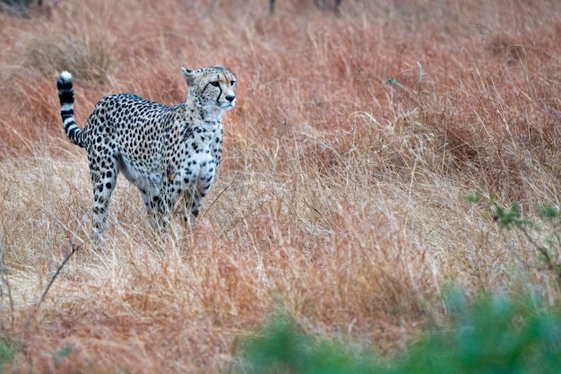 Ritratto di ghepardo nel Kruger Park Sud Africa durante la caccia
