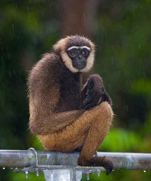 Ritratto di Gibbone. Avvicinamento. Indonesia. L'isola di Kalimantan. Borneo.