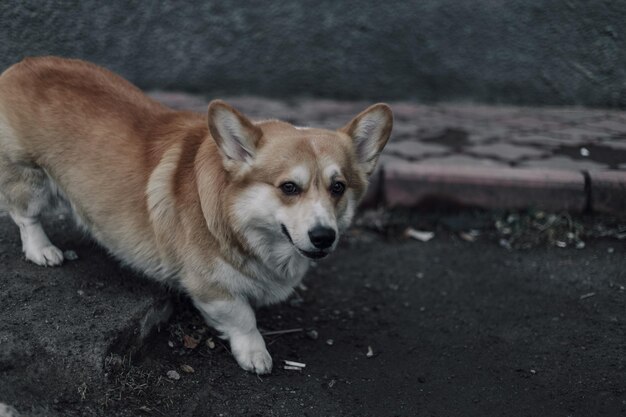 Ritratto di giovane cane sorridente welsh corgi pembroke in posa all'esterno