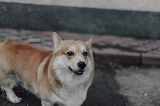 Ritratto di giovane cane sorridente welsh corgi pembroke in posa all'esterno