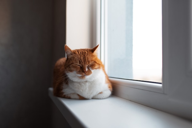 Ritratto di giovane carino soffice gatto rosso e bianco, sdraiato sul davanzale della finestra con gli occhi chiusi.