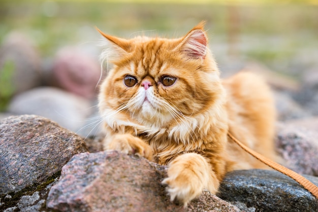 Ritratto di giovane gatto persiano rosso carino che cammina nel parco