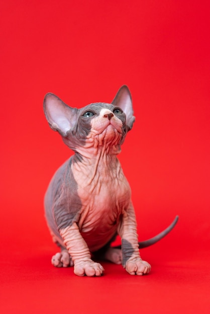 Ritratto di giovane gatto sphynx canadese carino di colore blu e bianco seduto su sfondo rosso e gabinetto