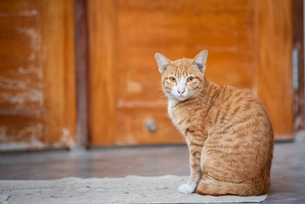 Ritratto Di Giovane Ginger Cat.