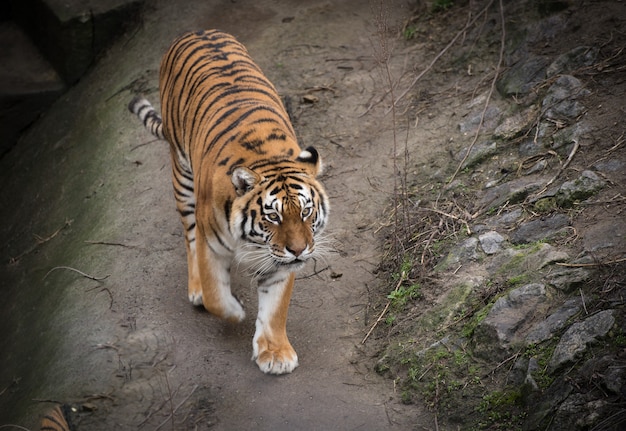 Ritratto di giovane tigre che riposa su un terreno in un cortile dello zoo