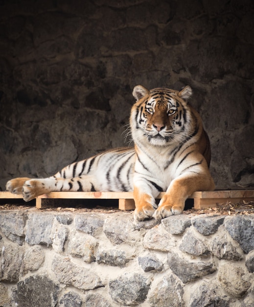 Ritratto di giovane tigre che riposa su un terreno in un cortile dello zoo