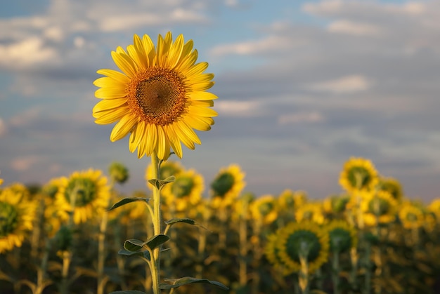 Ritratto di girasole. Composizione della natura.