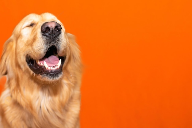 Ritratto di golden retriever labrador occhi chiusi su uno sfondo arancione dello studioCopia spazio